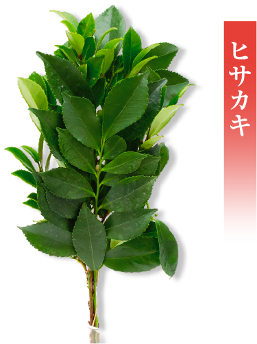 緑の風取り扱いの国産ヒサカキ