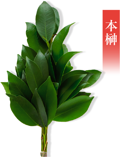 緑の風取り扱いの国産本榊