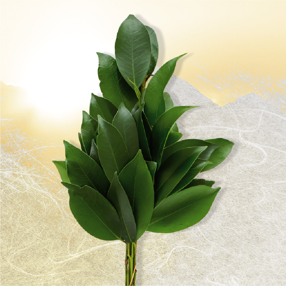 【私たち「緑の風」の仕事】慶弔用生花・装花