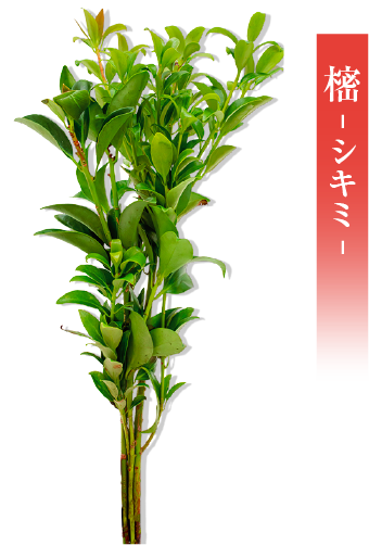 緑の風取り扱いの国産樒（シキミ）